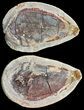 Triassic Fossil Fish In Nodule (Pos/Neg) - Madagascar #53660-1